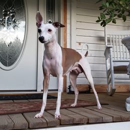 America - Italian Greyhound