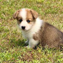 Sable Boy 2 - Sable male Pembroke Welsh Corgi puppy in Rochester, Indiana from Stacy’s Pembroke Welsh Corgis