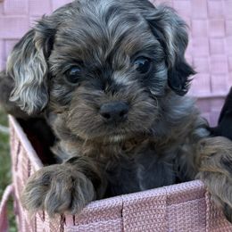 Cavalier King Charles Spaniel and Cavapoo Puppies from Woofery de Arana