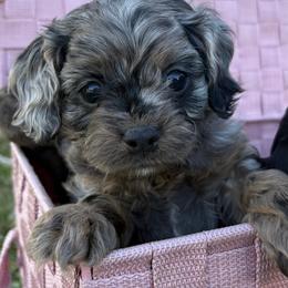 Cavalier King Charles Spaniel and Cavapoo Puppies from Woofery de Arana
