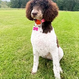 Honey Bee - Poodle