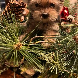Yorkshire Terrier Puppies from Jeff's Yorkshire Terriers