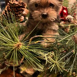 Yorkshire Terrier Puppies from Jeff's Yorkshire Terriers