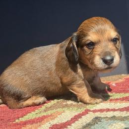 Ice Man - Cream male Dachshund puppy in Cave Creek, Arizona from Chappell Stables