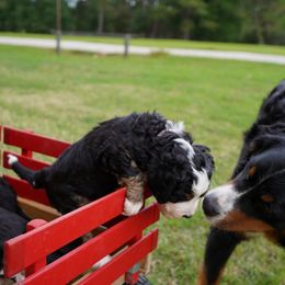 Bernedoodle Puppies from DoodlesFarmCo