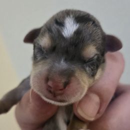 Companion Cross Puppies from Isabelle's Puppy Patch