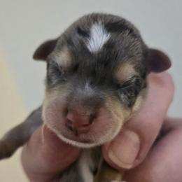 Companion Cross Puppies from Isabelle's Puppy Patch