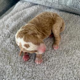 Girl 3 - Red female Bernedoodle puppy in Spring Hill, Florida from Ohana Doodles