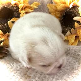 Camellia - Lemon and white female Japanese Chin puppy in Davisville, Missouri from Uniquely Yours, Shelly’s Japanese Chins