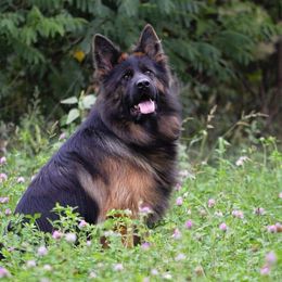 Uganda - German Shepherd