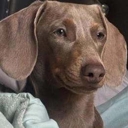 Natalia - Dachshund