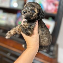 Toffee - Sable male Goldendoodle puppy in Anderson, South Carolina from M & L Pups