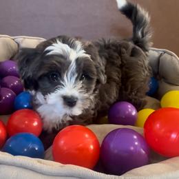 Girl 4 - Blue merle female Aussiedoodle puppy in Martin County, Florida from Biggie Ranch