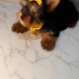 Dex - Black and gold male Yorkshire Terrier puppy in Maple Heights, Ohio from Yorkiesllc