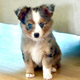 SAILOR - Blue merle female Toy Australian Shepherd puppy in Bixby, Oklahoma from Roeboat Aussies