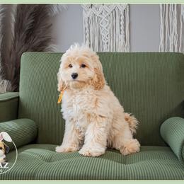Damian - Red male Cockapoo puppy in Connersville, Indiana from Deaz Doodle Ranch