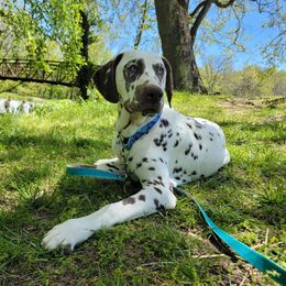 Sparrow - Dalmatian