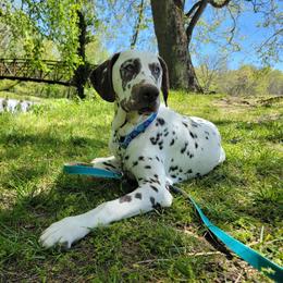 Sparrow - Dalmatian