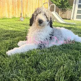 Zeus - Blue merle male Bernedoodle puppy in Omaha, Nebraska from Whimsy Doodles