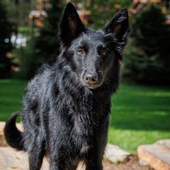 Sage - Belgian Sheepdog