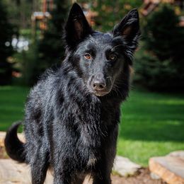 Sage - Belgian Sheepdog