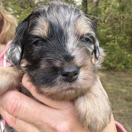 Macchiato - Blue merle female Bernedoodle puppy in Pittsburg, Illinois from Doodles on Rock Creek