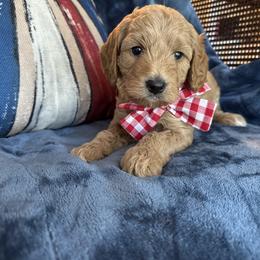 Betsy aka Purple Collar - Apricot female Goldendoodle puppy in Portland, Tennessee from Happy_Tails_by_TJ