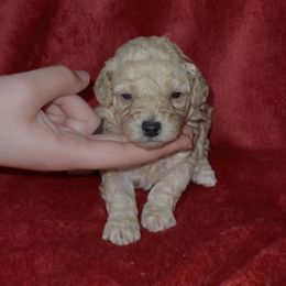 Blue Collar - Apricot male Poodle puppy in Macon, Georgia from Mystic Mini Poodles