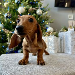 Tia - Red female Dachshund puppy in Temecula, California from Naomi Magee's Dachshund Kennel