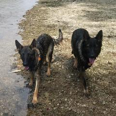 German Shepherds from Duke and Daisy's Litter