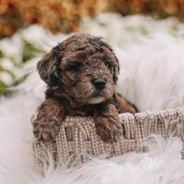 Light Pink Girl F1B Mini Goldendoodle - Merle female Goldendoodle puppy in Mckinney, Texas from Doodles of North Tx