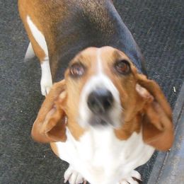 Basset Hounds and Rottweilers from R.F. Dog Training