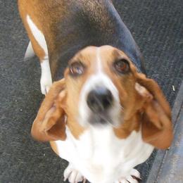 Basset Hounds and Rottweilers from R.F. Dog Training
