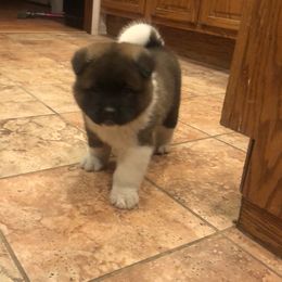 Akita Puppies from Gallant Akitas