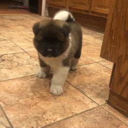 Akita Puppies from Gallant Akitas