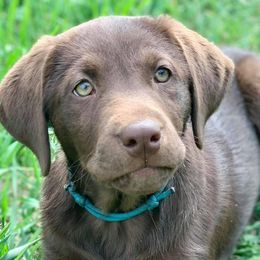 Labrador Retrievers from Wild Oaks Labs