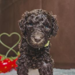 Clover - Brown male Poodle puppy in Midwest City, Oklahoma from Strawberry Hill Puppy Patch