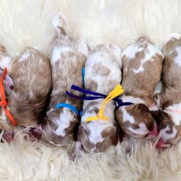Cavapoo puppies from Doodles Of Cypress