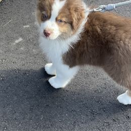 Australian Shepherd Puppies from AD's Australian Shepherds
