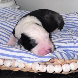 Green collar OES MALE - Gray and white male Old English Sheepdog puppy in Mesa, Arizona from Desert Sheepies and Doodles