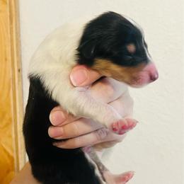 Basil - Black white and tan male Collie puppy in Henderson, Nevada from River Spirit Collies
