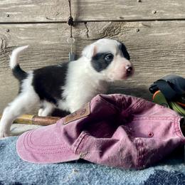 Asa - Black and white female Border Collie puppy in Aledo, Illinois from Claycreek Ranch