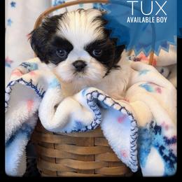 Boy 3 - male Shih Tzu puppy in Orient, Ohio from Forever Friends Shih-Tzu