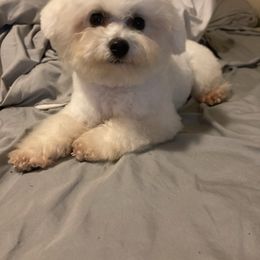 Bunny - Bichon Frise