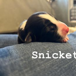 Snickett - Tri-color male Border Collie puppy in Franklin, Maine from Broad Meadow Borders