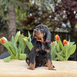 Black and Tan Coonhound Puppies from Toodaloo Coonhounds
