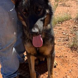 Uzi - Sable male German Shepherd puppy in Sierra Vista, Arizona from KnightWatch K-9
