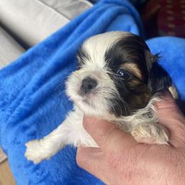 Astro - Liver and white male Shih Tzu puppy in Troy, Michigan from "Shihtzu Best Friend"