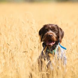 Sharra - Wirehaired Pointing Griffon