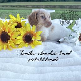Toodles - Piebald female Dachshund puppy in Prairieville, Louisiana from Southern Barron Danes & Dachshunds